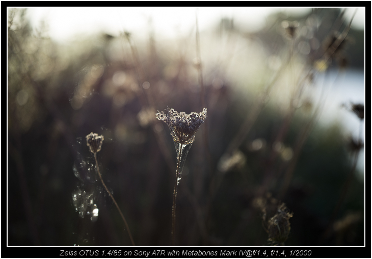 Zeiss OTUS 1.4/85 on Sony A7R with Metabones Mark IV@f/1.4