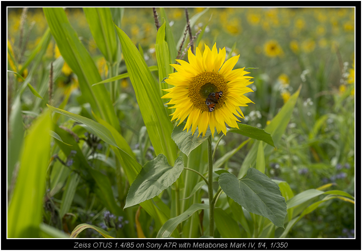 Zeiss OTUS 1.4/85 on Sony A7R with Metabones Mark IV