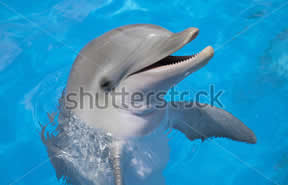 dolphin