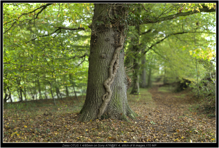 stitched panorama, f/1.4 (also called Brenizer method) multi row stitch of 8 images, 170 MP