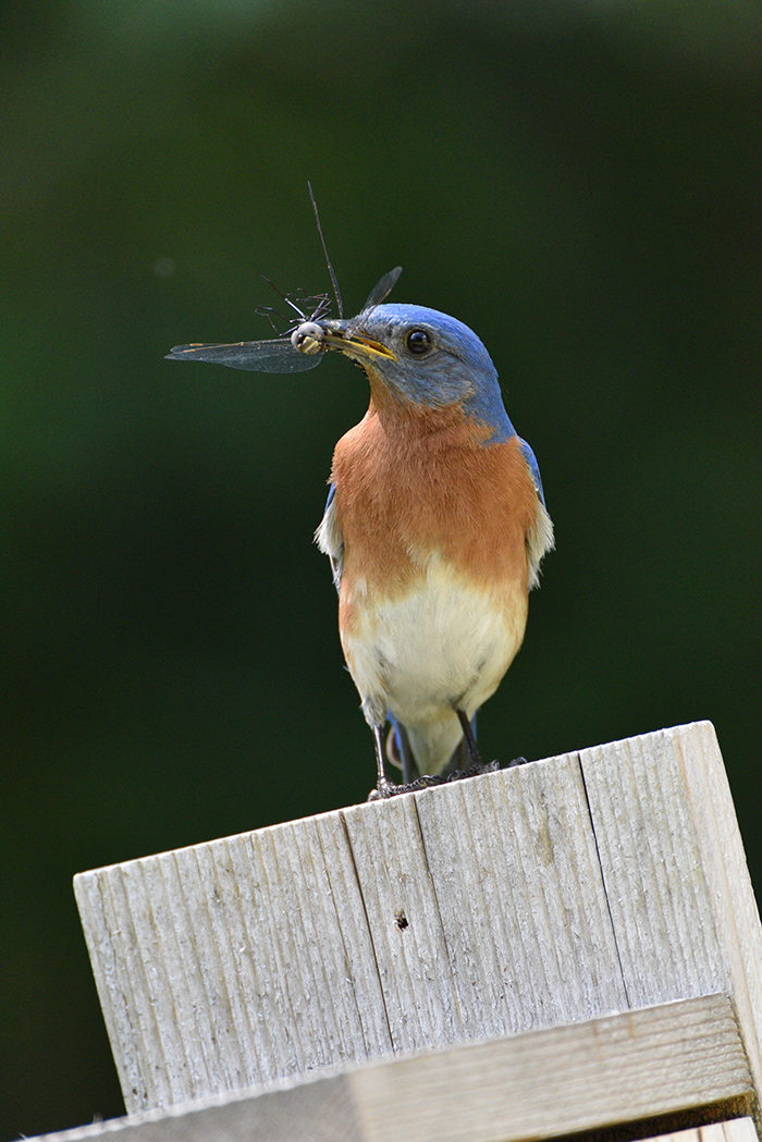 Eastern-Bluebird