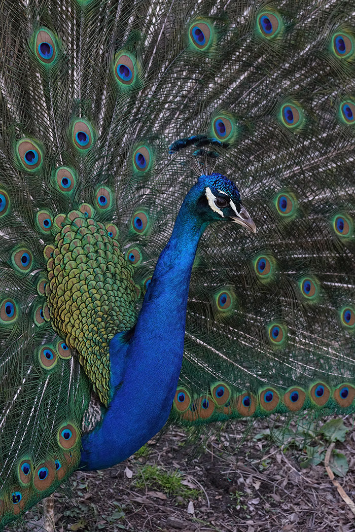 Indian Peacock