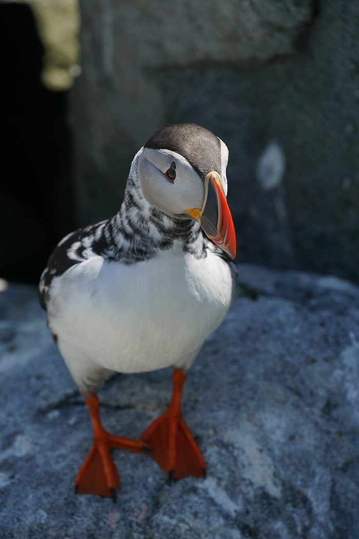 Among the thousands of Atlantic Puffins nesting on Machias Seal Island was a single extremely rare piebold mutation.