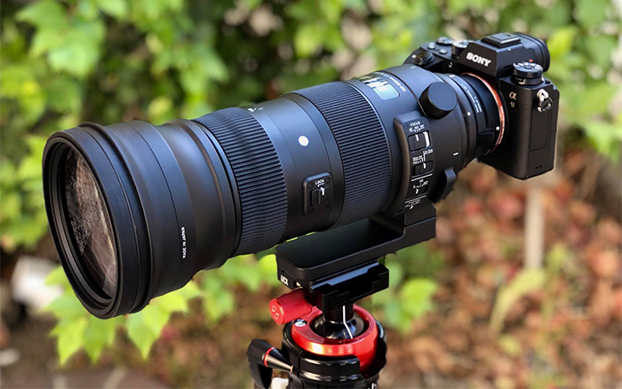 Sigma 150-600mm F5-6.3 DG OS HSM Sport in the field with Sony A9